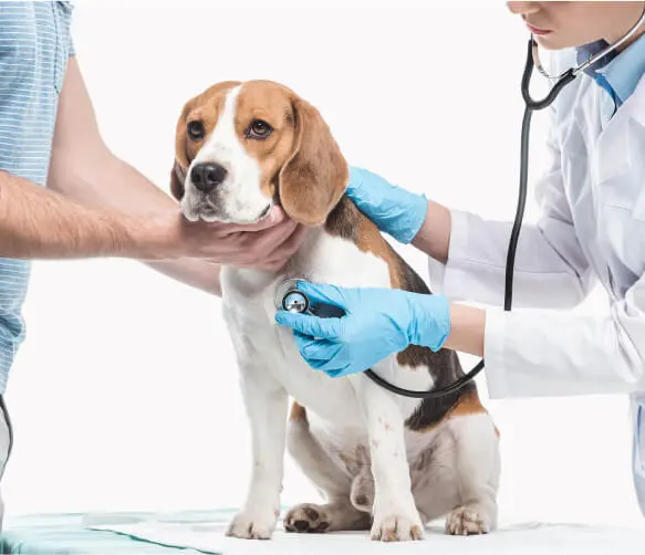 Akhisar Veteriner Kliniği - Pet Bakım Görseli